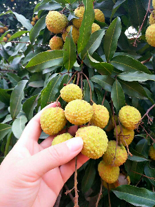 端午節粽子免費吃！松山湖生態園團建野炊粽子荔枝免費送